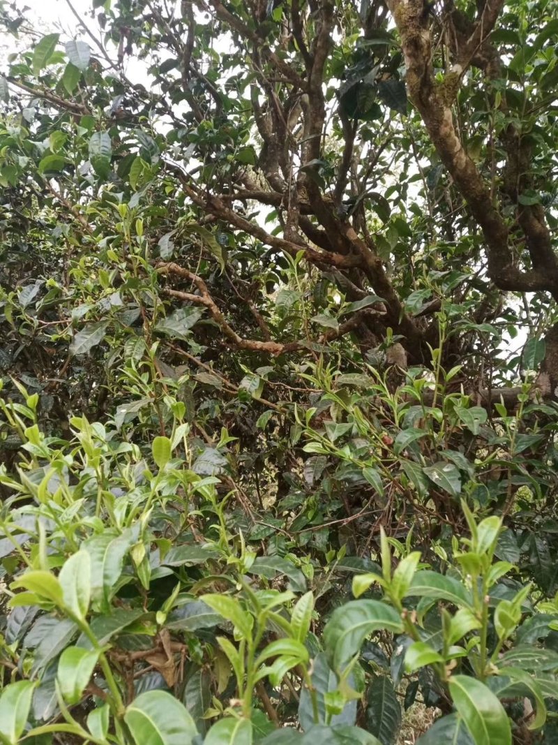 古树茶