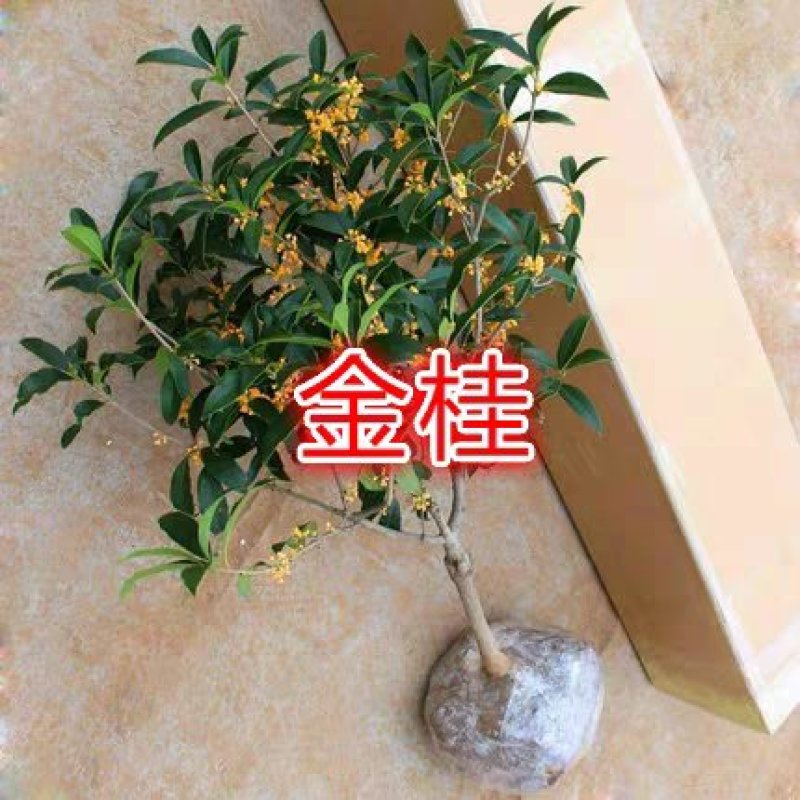 桂花树苗盆栽庭院金桂浓香型天香台阁盆景植物室内外地栽