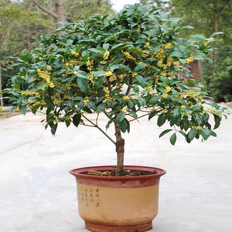 桂花树苗盆栽庭院金桂浓香型天香台阁盆景植物室内外地栽