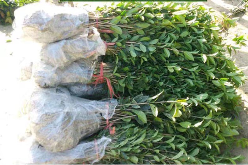 桂花树苗盆栽庭院金桂浓香型天香台阁盆景植物室内外地栽