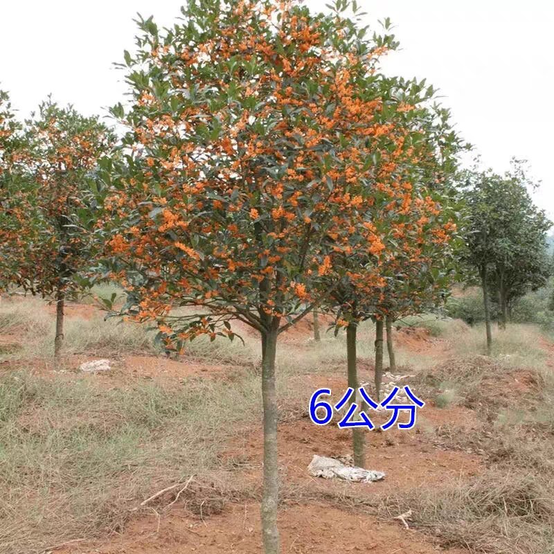 桂花树苗盆栽庭院金桂浓香型天香台阁盆景植物室内外地栽