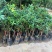 桂花树苗盆栽庭院金桂浓香型天香台阁盆景植物室内外地栽