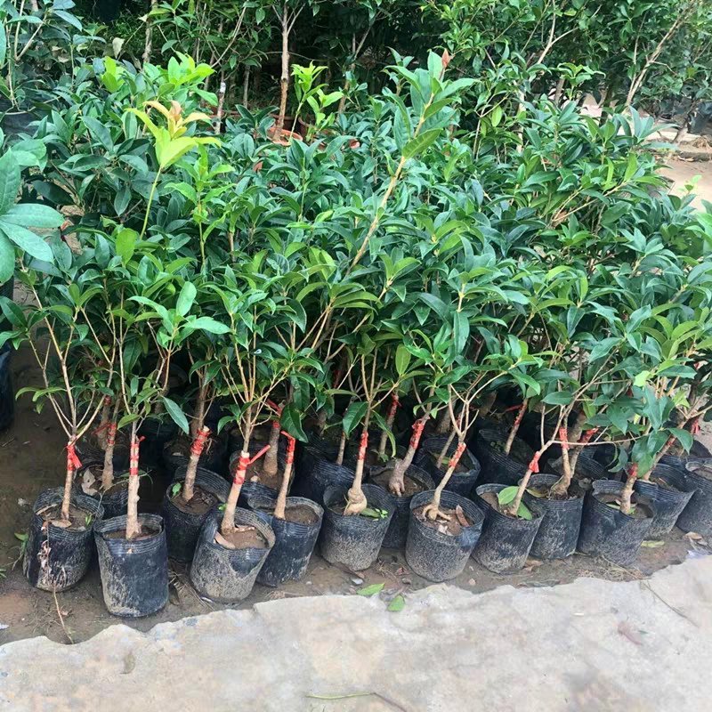 桂花树苗盆栽庭院金桂浓香型天香台阁盆景植物室内外地栽