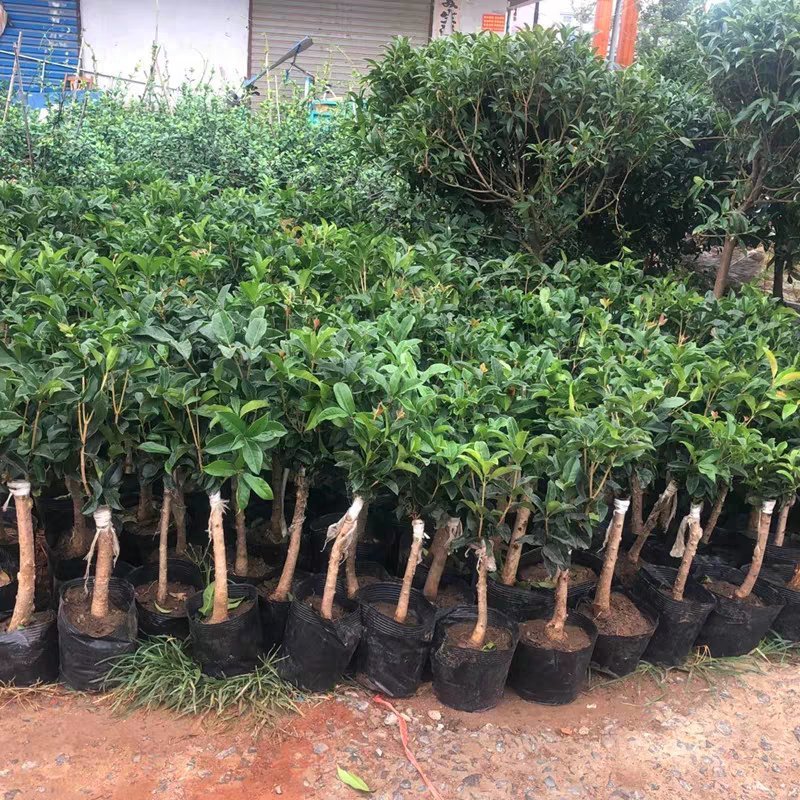 桂花树苗盆栽庭院金桂浓香型天香台阁盆景植物室内外地栽