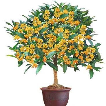 桂花树苗盆栽庭院金桂浓香型天香台阁盆景植物室内外地栽