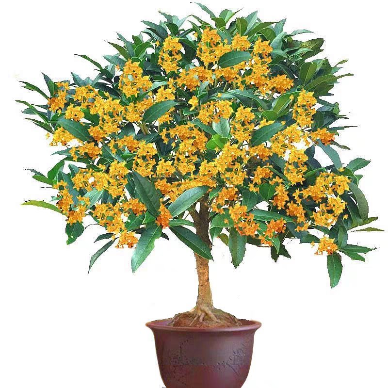 桂花树苗盆栽庭院金桂浓香型天香台阁盆景植物室内外地栽