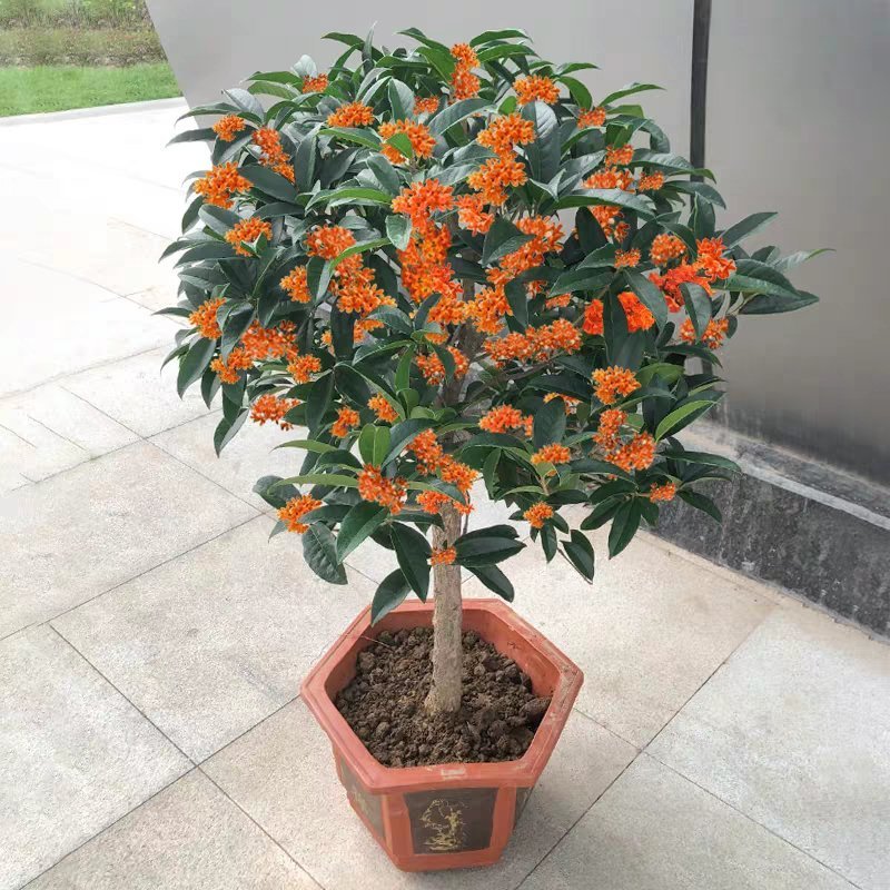 桂花树苗盆栽庭院金桂浓香型天香台阁盆景植物室内外地栽