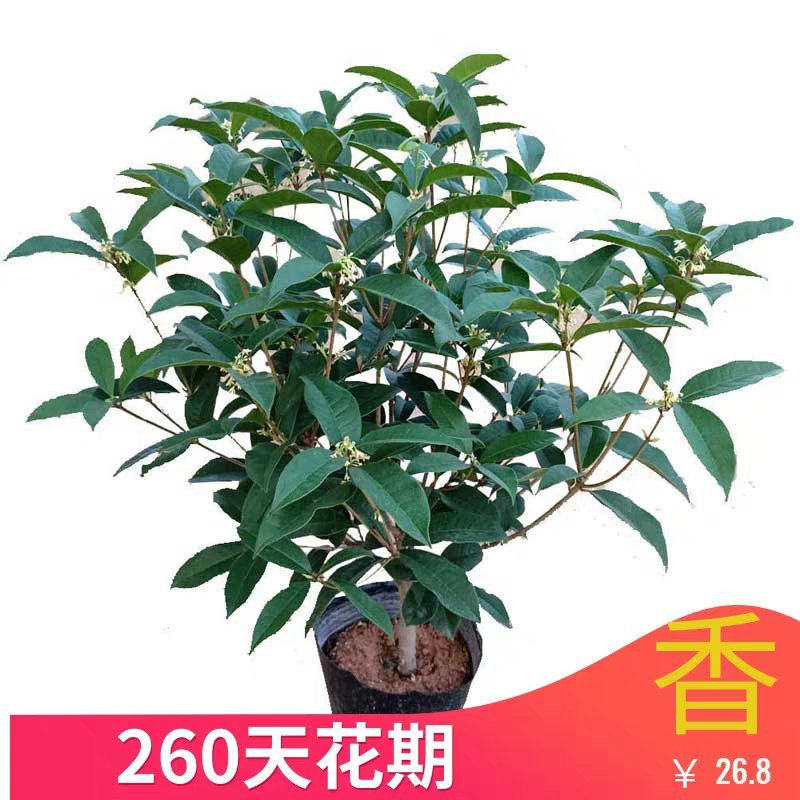 桂花树苗盆栽庭院金桂浓香型天香台阁盆景植物室内外地栽