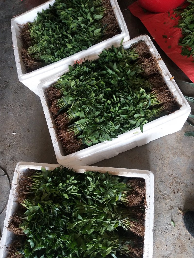 精品薄皮青椒苗(苏椒五号)薄皮椒苗包邮免费技术指导