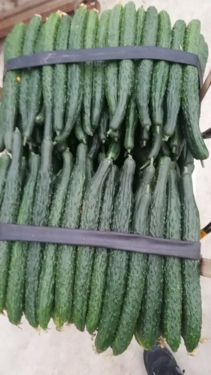 黄瓜