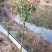 红叶石楠
