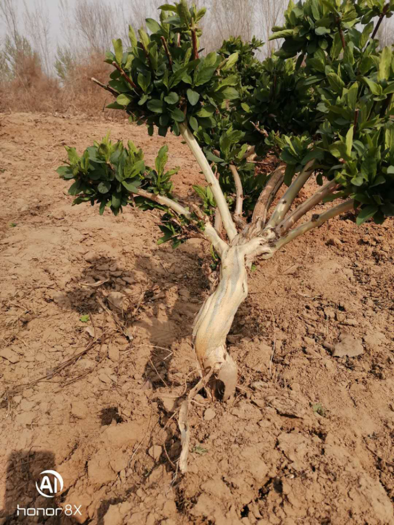 金银花树桩，种植基地
