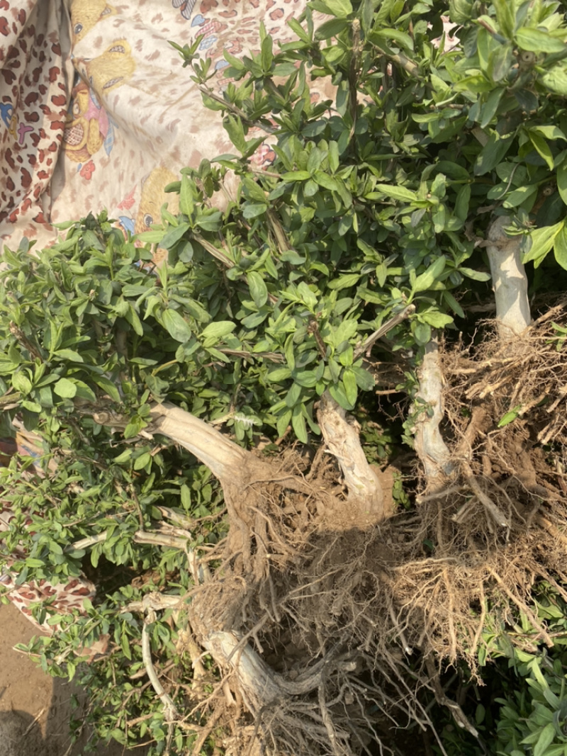 金银花树桩，种植基地