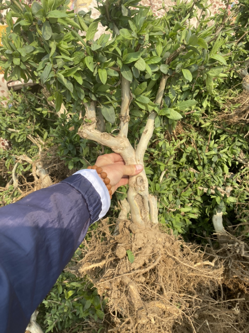 金银花树桩，种植基地