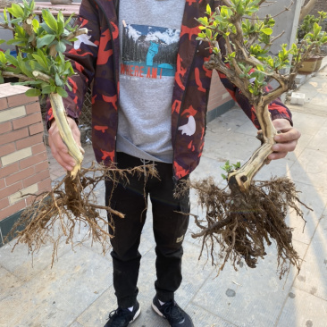 金银花树桩，种植基地
