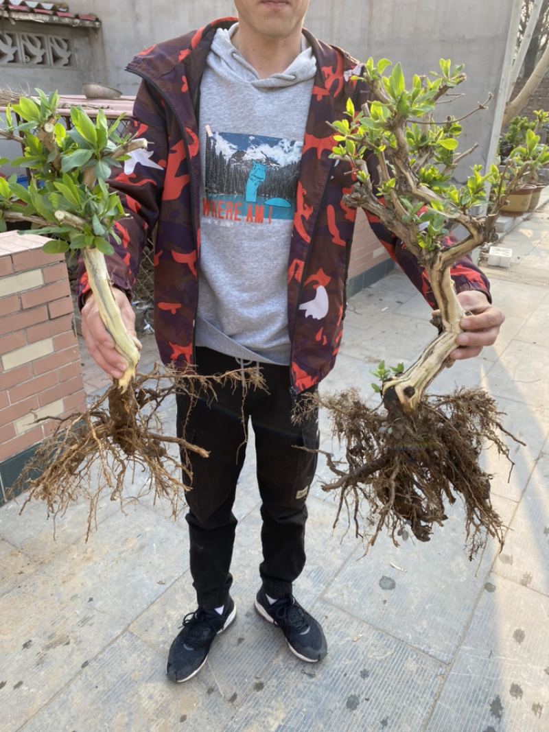 金银花树桩，种植基地