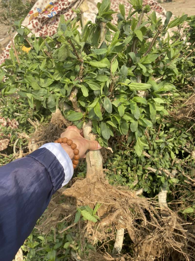 金银花树桩，种植基地