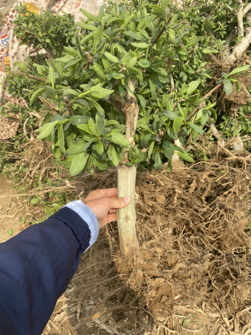 金银花树桩，种植基地