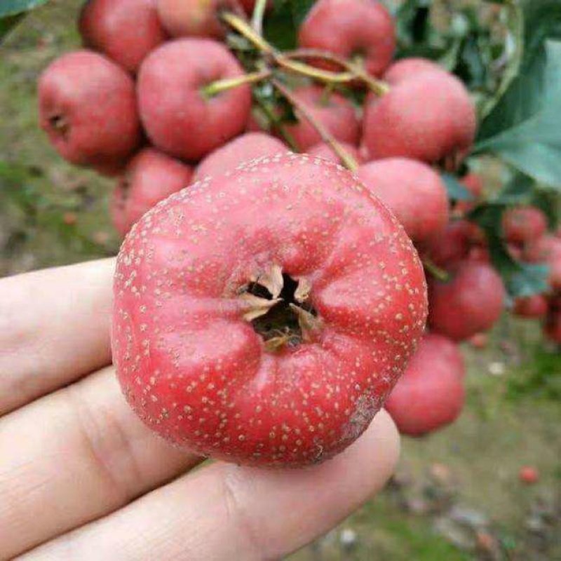 大金星山楂树，好吃个大，酸甜可口，连年丰产