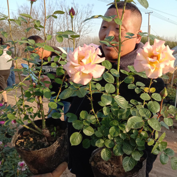 大花月季四季带花绿色植物蔷薇月季盆栽