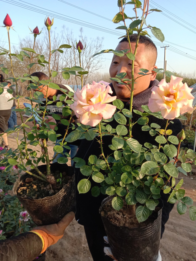 大花月季四季带花绿色植物蔷薇月季盆栽