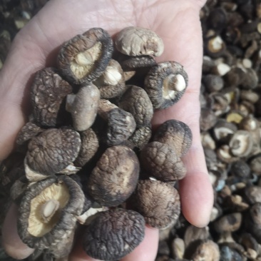 【精选】河南洛阳冬菇干香菇香菇产地直发品质保证