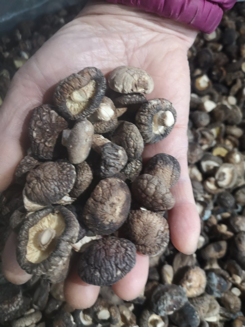 【精选】河南洛阳冬菇干香菇香菇产地直发品质保证