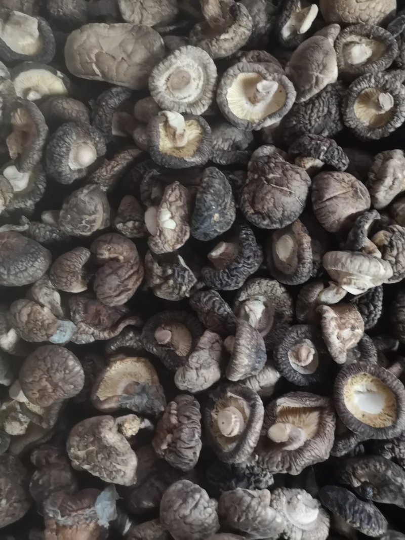 【精选】河南洛阳冬菇干香菇香菇产地直发品质保证