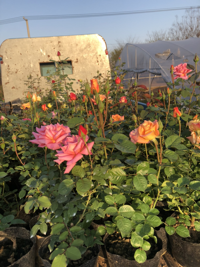 大花月季四季带花绿色植物蔷薇月季盆栽