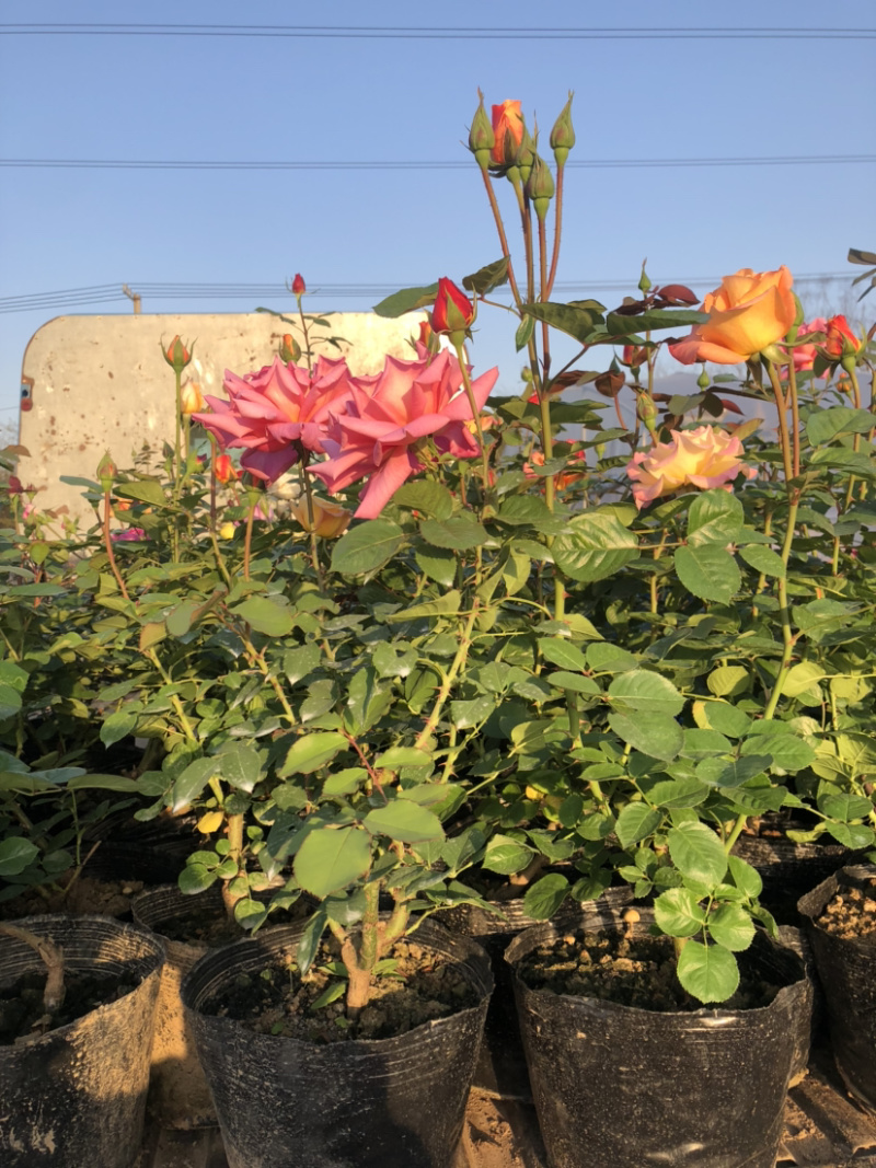 大花月季四季带花绿色植物蔷薇月季盆栽