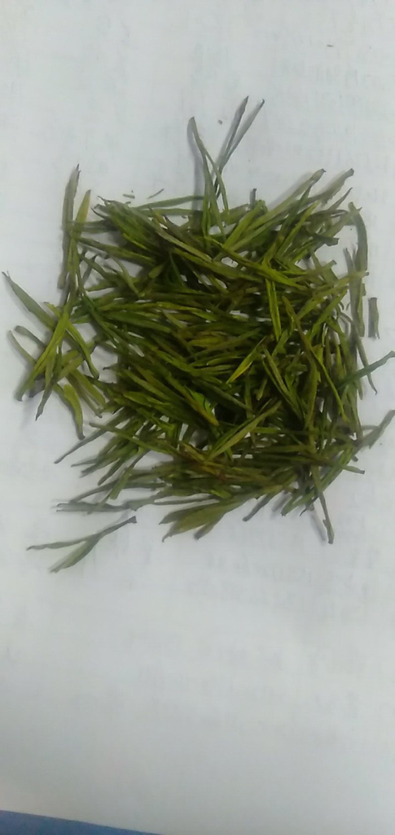 白茶