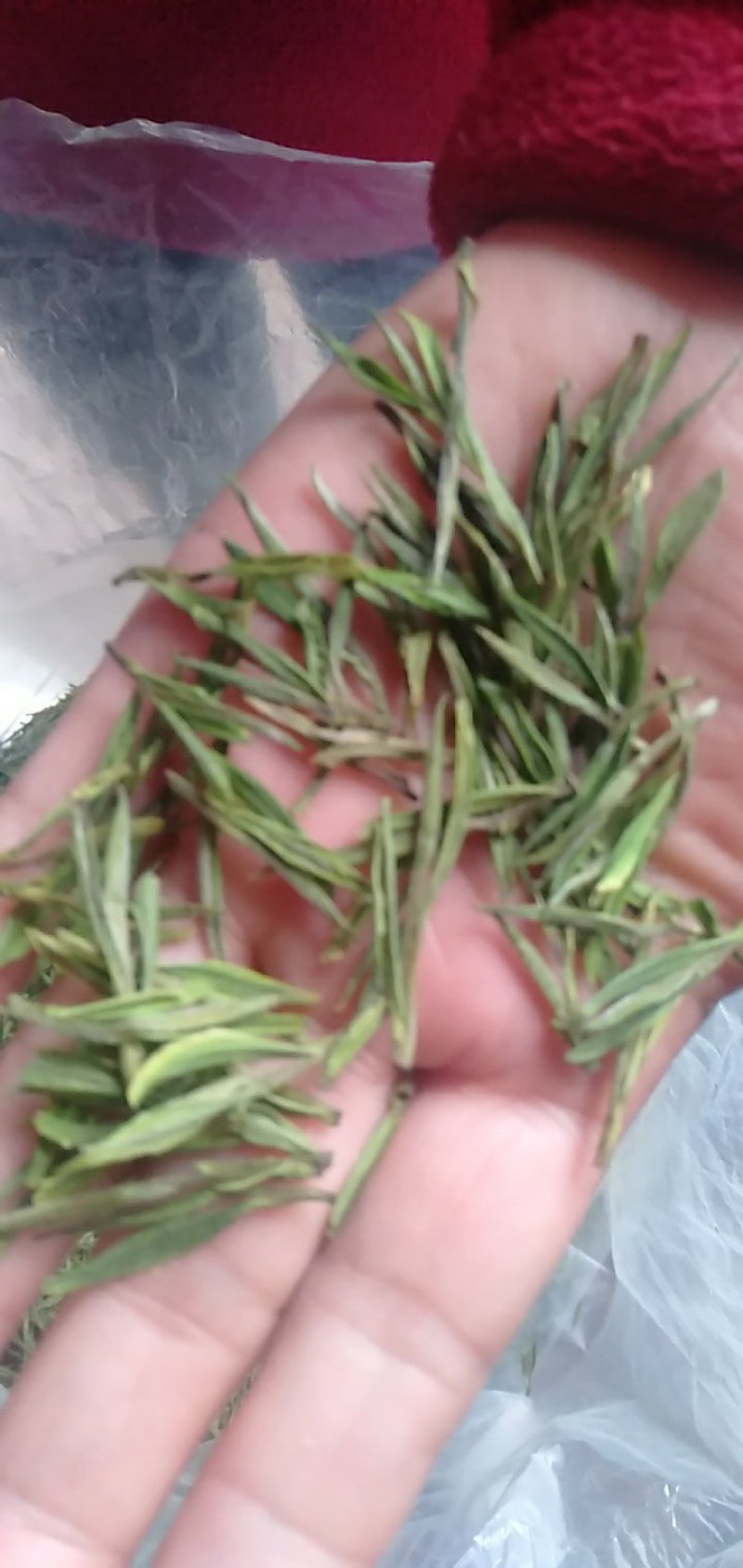 白茶