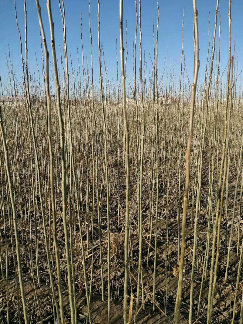 杨树苗，一年二年生杨树苗品质保证技术支持欢迎咨询合作