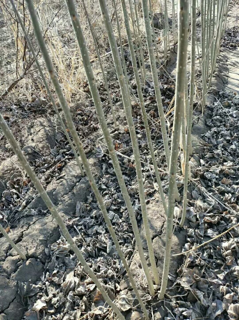 杨树苗，一年二年生杨树苗品质保证技术支持欢迎咨询合作