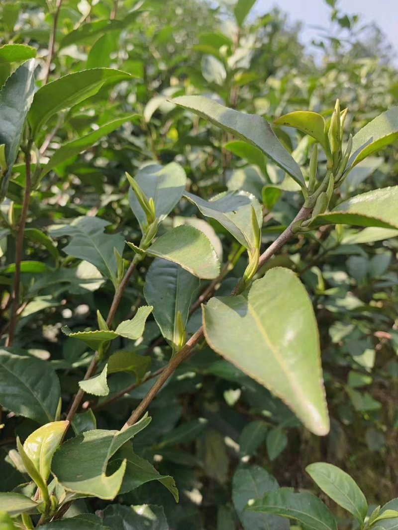 白茶