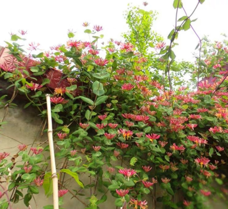 红色金银花盆栽，爬藤植物，双色花，耐寒，围栏种植