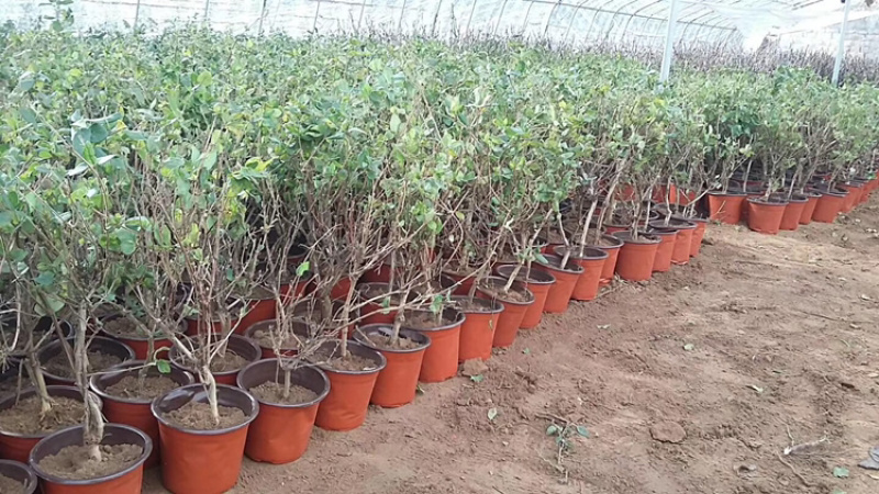 红色金银花盆栽，爬藤植物，双色花，耐寒，围栏种植