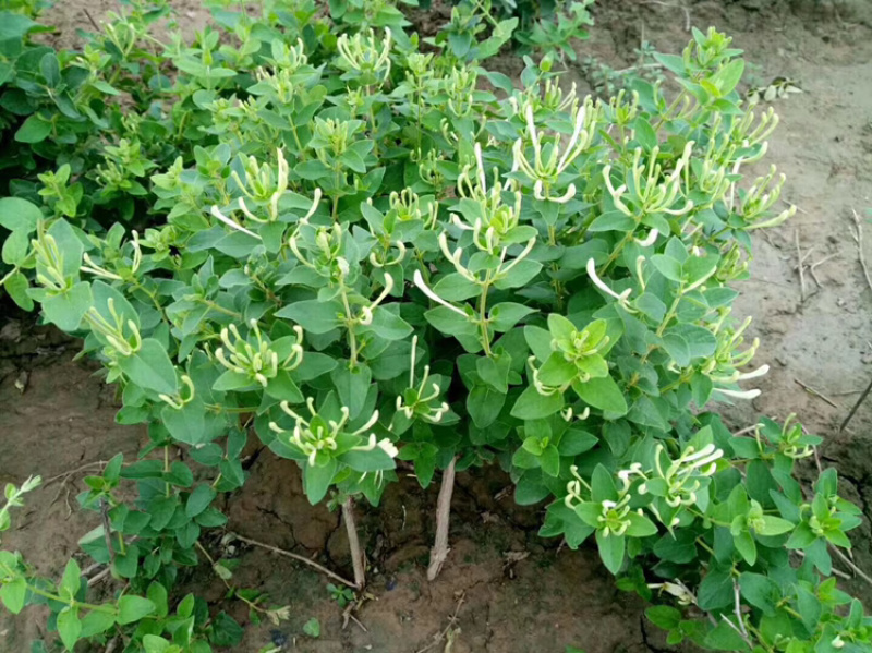 红色金银花盆栽，爬藤植物，双色花，耐寒，围栏种植