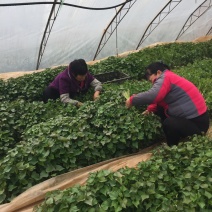 杨凌脱毒红薯苗培育基地