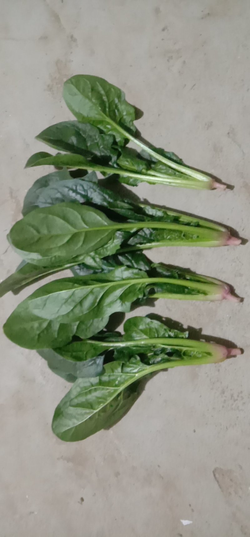菠菜