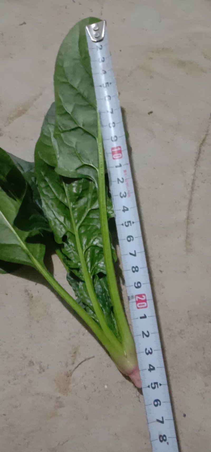 菠菜