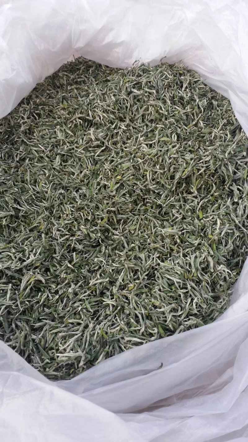 毛尖茶，高山云雾茶，有机绿茶