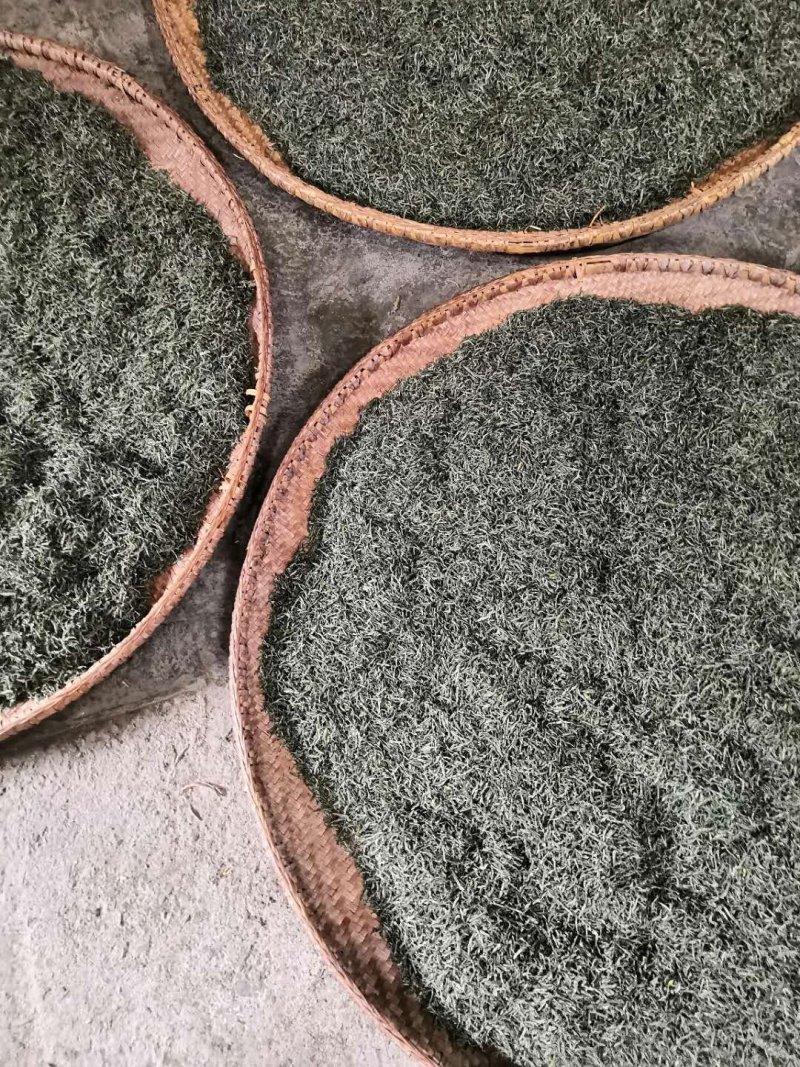 毛尖茶，高山云雾茶，有机绿茶