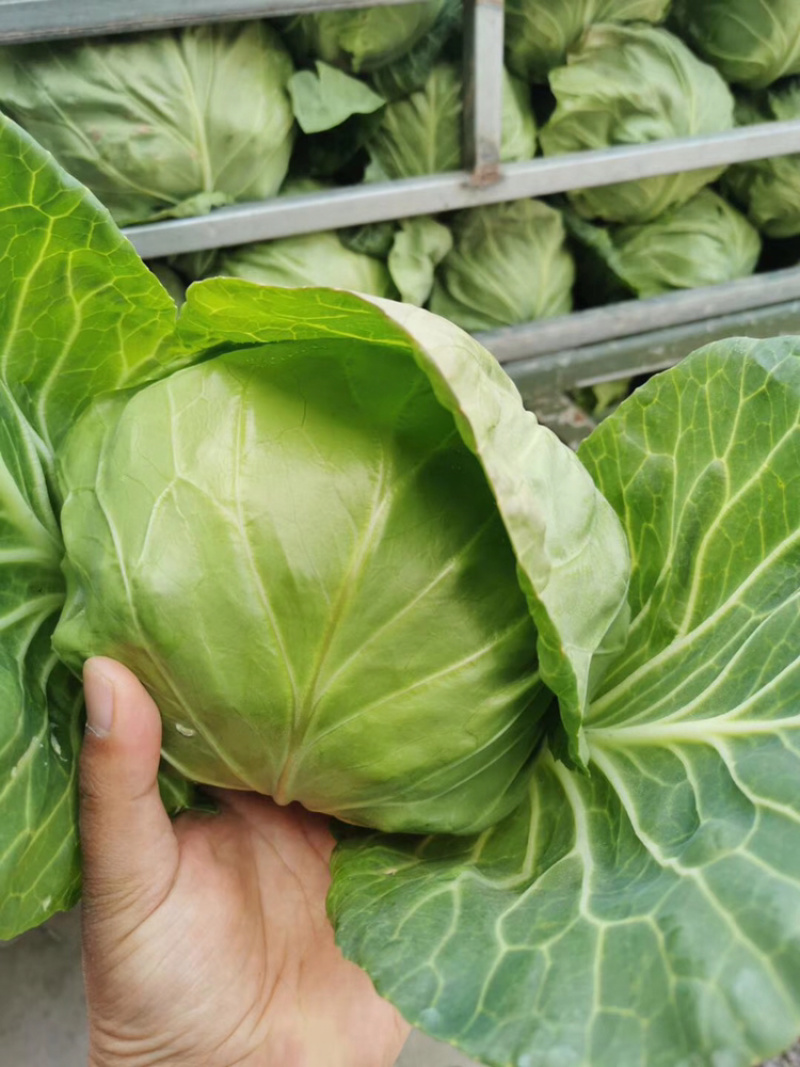 精品包菜，全国发货，产地直供，量大从优，欢迎采购