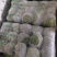 精品包菜大量上市，质量保证，基地直供，价格优美