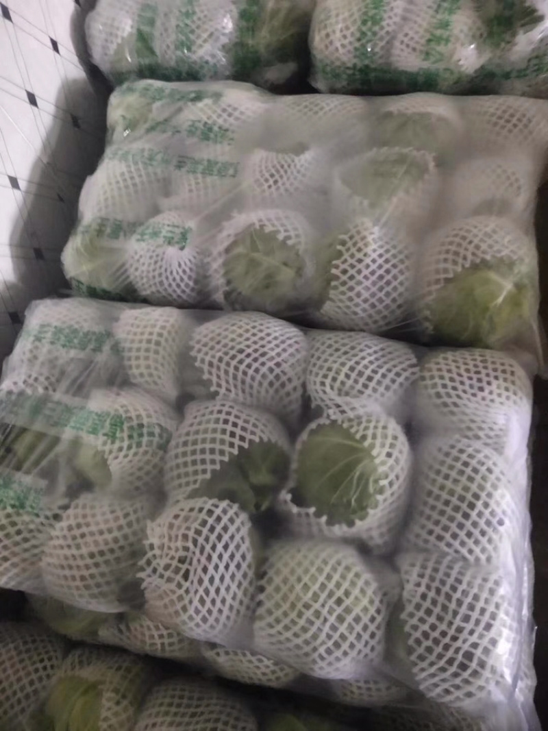 精品包菜大量上市，质量保证，基地直供，价格优美