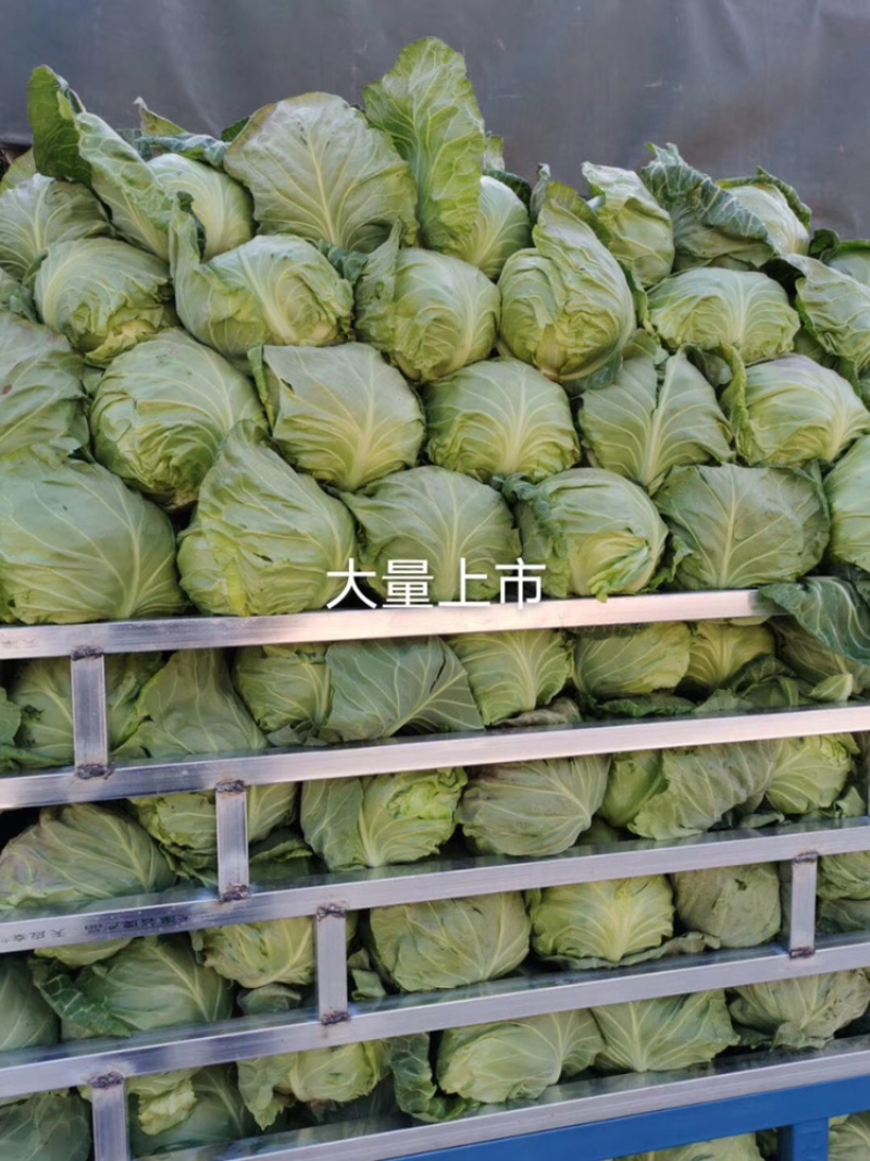 精品包菜大量上市，质量保证，基地直供，价格优美