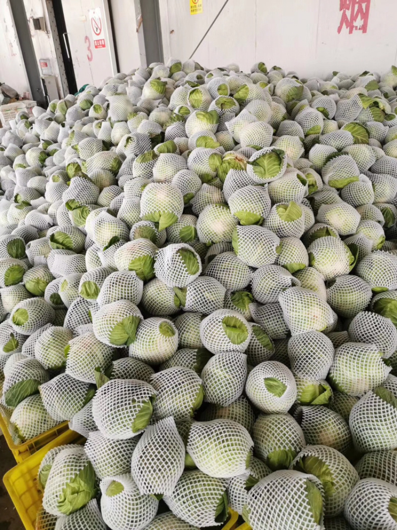 精品包菜大量上市，质量保证，基地直供，价格优美