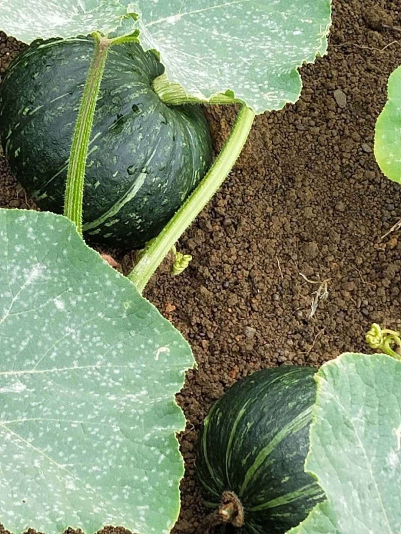 新西兰板栗南瓜干面甜产地一手货源价格美丽代发全国