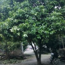 八月桂